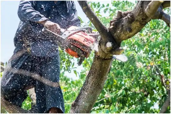 tree services Belle Vernon